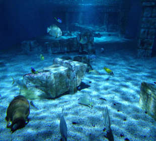 Im Aquarium Zella Mehlis