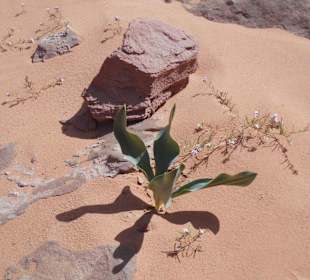 Leben in der Wüste