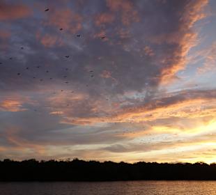 Flughunde in der Bucht