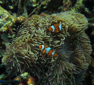 Andaman Snorkel Discovery