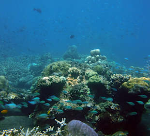 Schnorcheln Tejakula