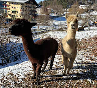 Wandern Fuschl am See