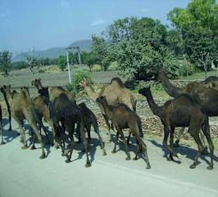 Kamelkarawane unterwegs zur Festung Chittaurgarh