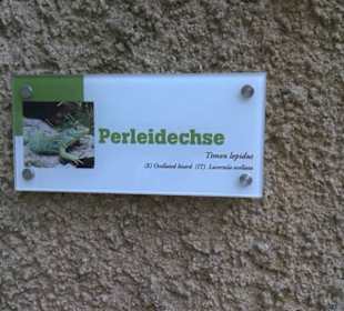 Eurasienbereich - Perleidechse