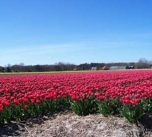 Tulpen velden