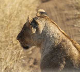 Liones at tsavo east