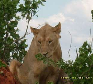 Ist das ein Löwe!