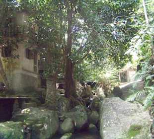 Buddha's Magic Garden