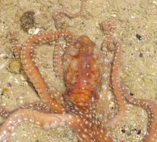 tierchennn im wasser