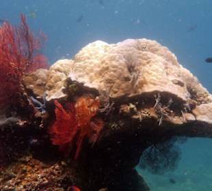 Korallengarten beim Amed Cafe