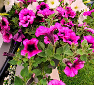 Blumen an der Brücke entlang