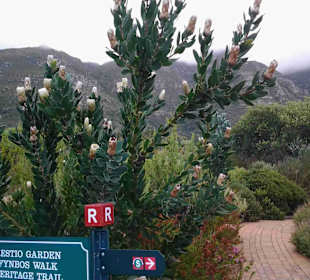 Botanischer Garten Kirstenbosch