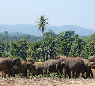 Pinnawela Tour mit Leela