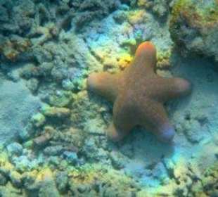 Hausriff Filitheyo Island