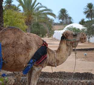 Hehe nicht nur Krokos 