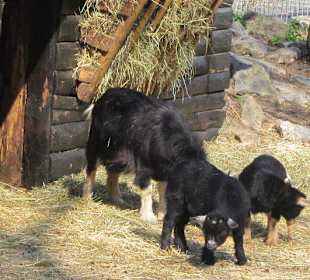 Vogelpark Graben-Neudorf