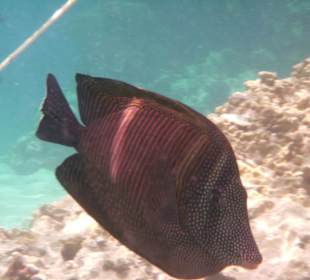 Schöner brauner Doktorfisch