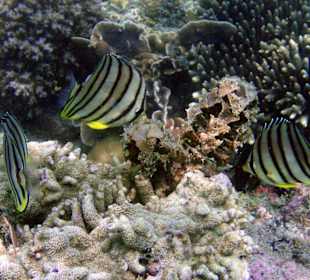 Fische am Hausriff Coral Cove Chalet