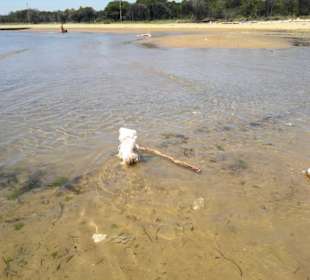 Der Hundestrand dei Pini