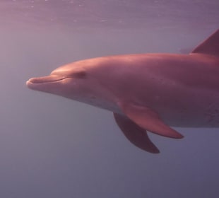 Delfinausflug mit Mo