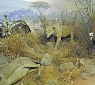 Geier und Löwe wollen an die Beute