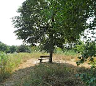 Sommer-Impressionen aus dem Park Links der Weser