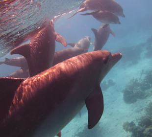 Delfinausflug mit Mo