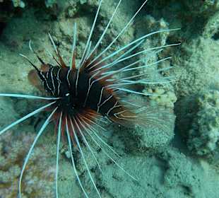 Hotel Prima Life Makadi Bay