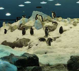 Pinguinhaus im Loro Park