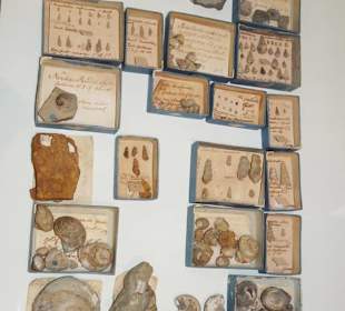 Fossiliensammlung im Museum des Klosters