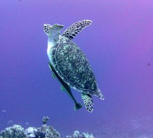 Hausschildkröte "Camilla"