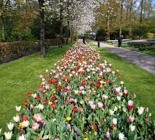 Blumenpracht im Keukenhof
