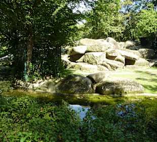 Alpensteinbock Anlage