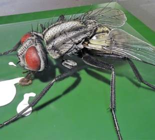 Impressionen aus dem Aquazoo Löbbecke Museum