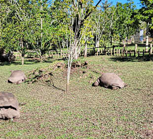 Riesenschildkröten sind dort auch zu sehen 