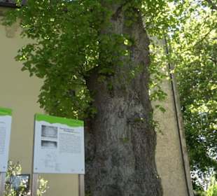 Historischer Rundgang Magolsheim