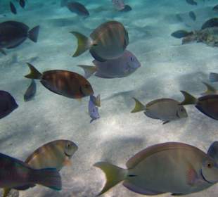 Fische Paradiesinsel