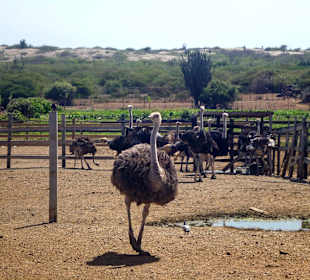 Straußenfarm: Gehege