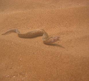 Erlebnisse bei Tauchgang Merlin Sosua