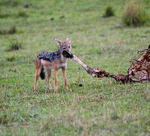 Es wird nichts verschwendet