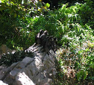 Neugierige Spione auf Koh Mue Koh