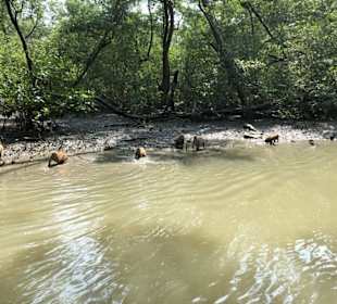 Affen füttern im Mangrovenwald