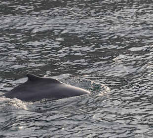 Heiko sei Dank Bilder Oman Fjord Dhaufahrt