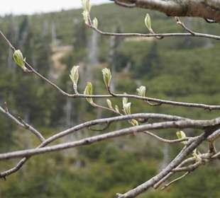 Berg Schneekoppe/Śnieżka