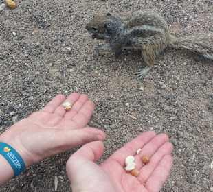 Stadtrundgang Jandia / Playa de Jandia