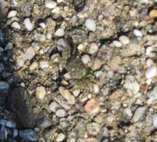 Spacer po plaży w Sfakaki