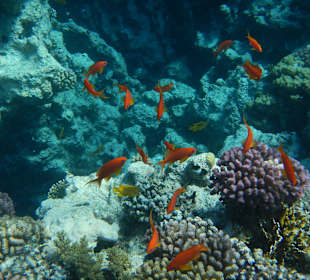 Dive Point Hurghada 