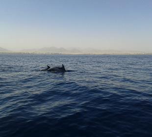 Delphine in Tiran Insel mit dem Speedboot