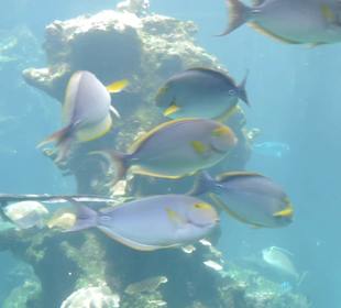 Im Aquarium unterwegs