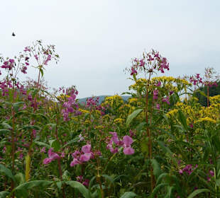 Blumen am Ufer der Weser